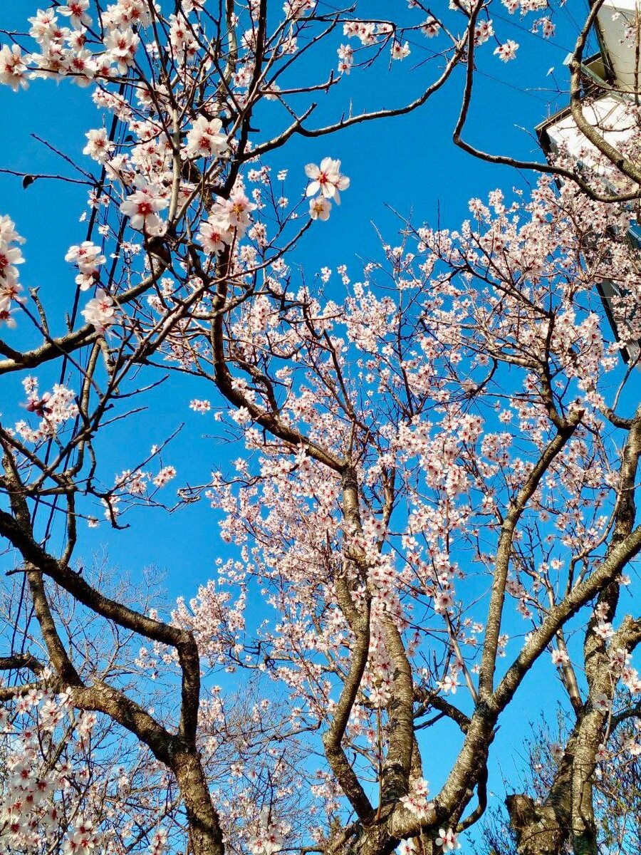 Krugozor / appolinariya_gordienko / Цветение миндаля в Крыму                                                         