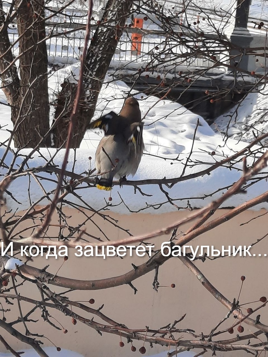 Фото автора. Решила на эту часть свою фоточку поставить))) Это свиристель