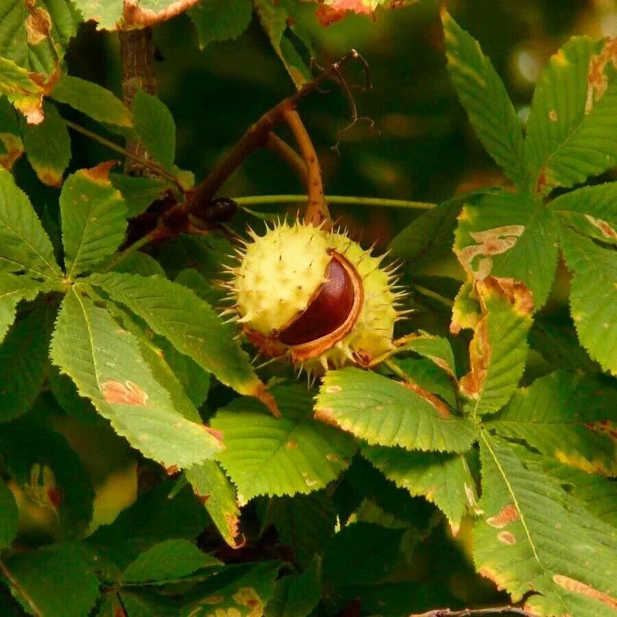 Каштаны в парке