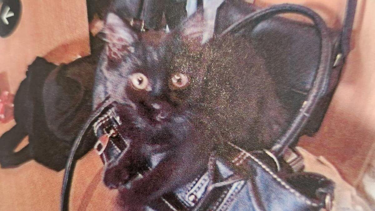    Фото: t.me/SPbGS