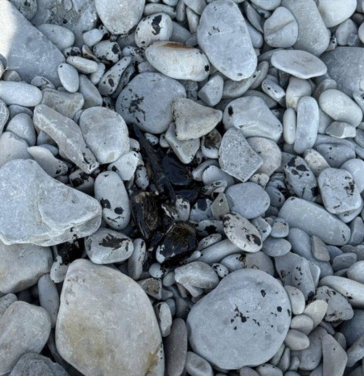 Фото: читатель Блокнот Новороссийск