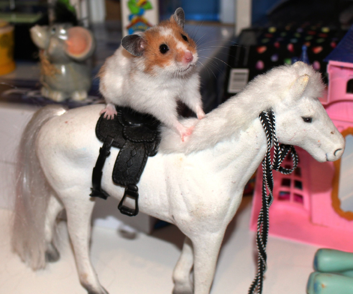 Сирийский хомячок Диего на лошади. Фото автора: Ольга Ч.