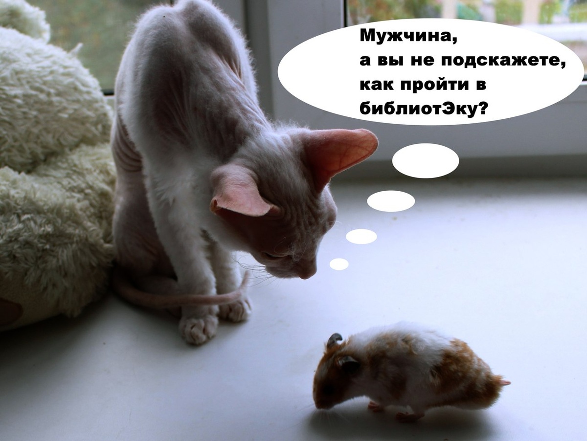 Хомяк Диего и кошка Кася. Фото автора: Ольга Ч.