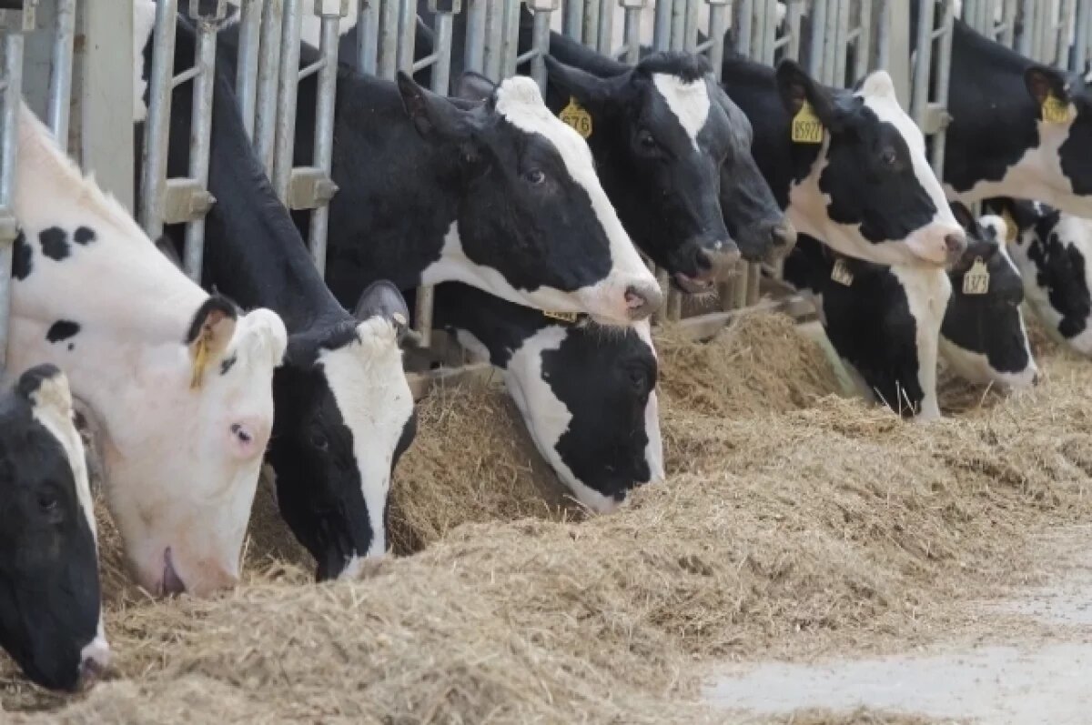    В Калужской области введен карантин по трем болезням скота