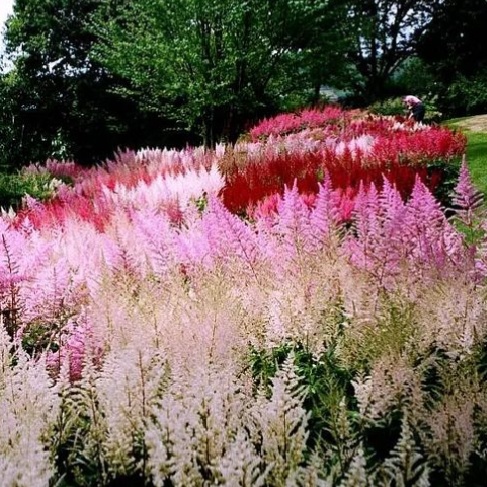 Астильба цветет . (фотосток без атрибуции.)