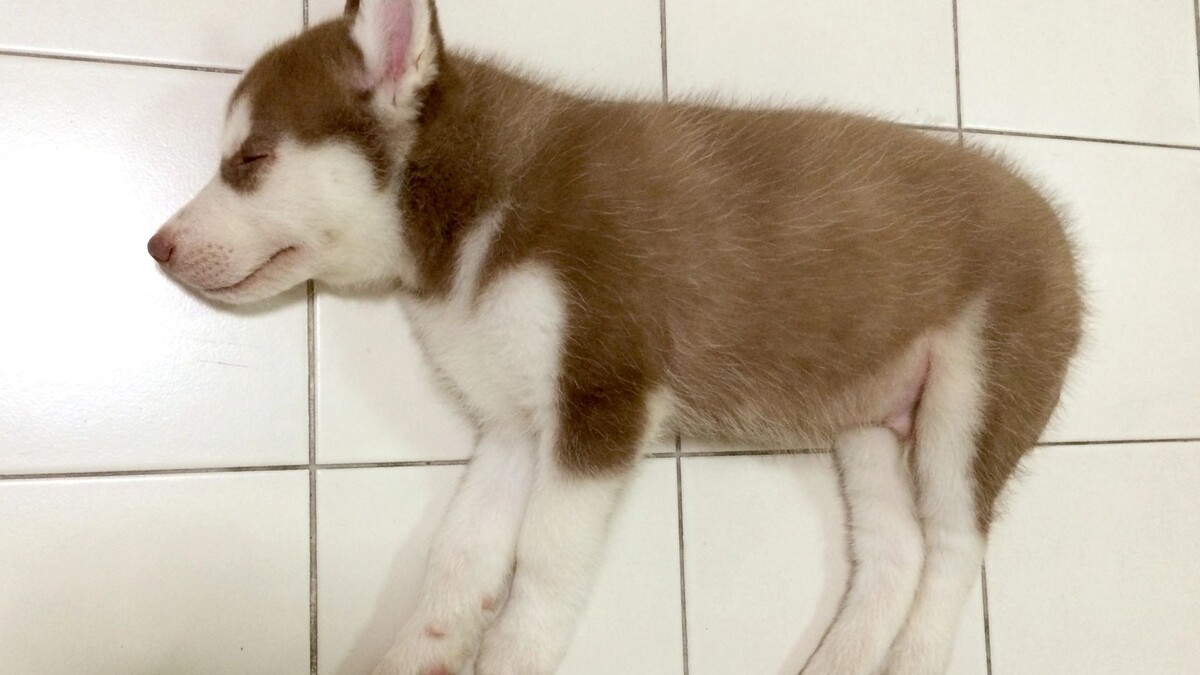    Фото: Weerapat ruangronnarit/Shutterstock/Fotodom