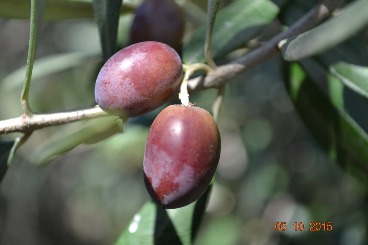 Работа по созданию новых сортов оливок велась несколько десятилетий