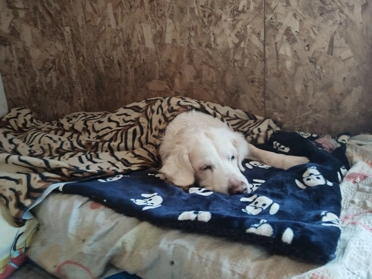 Старушка Сара, осенью 2024 года нашли на кладбище, в очень плохом состоянии