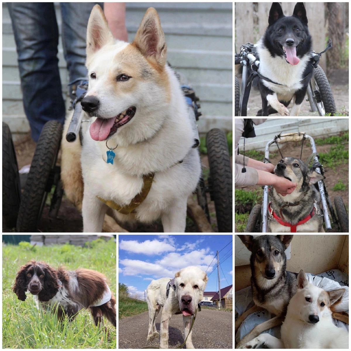 Каждый из них пострадал от рук человека, сейчас собаки инвалиды живут на платной передержке. 