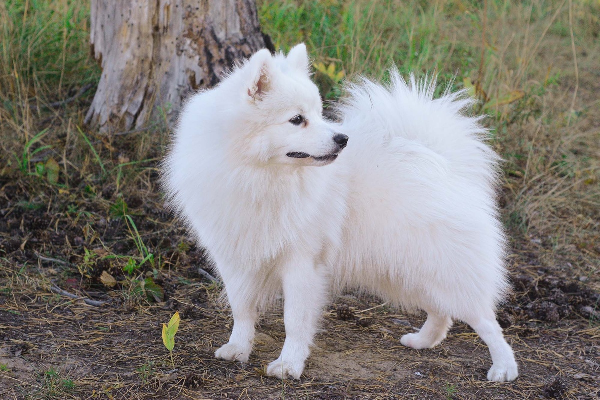 Baltik Lain Gjllarhorn at Belletristix