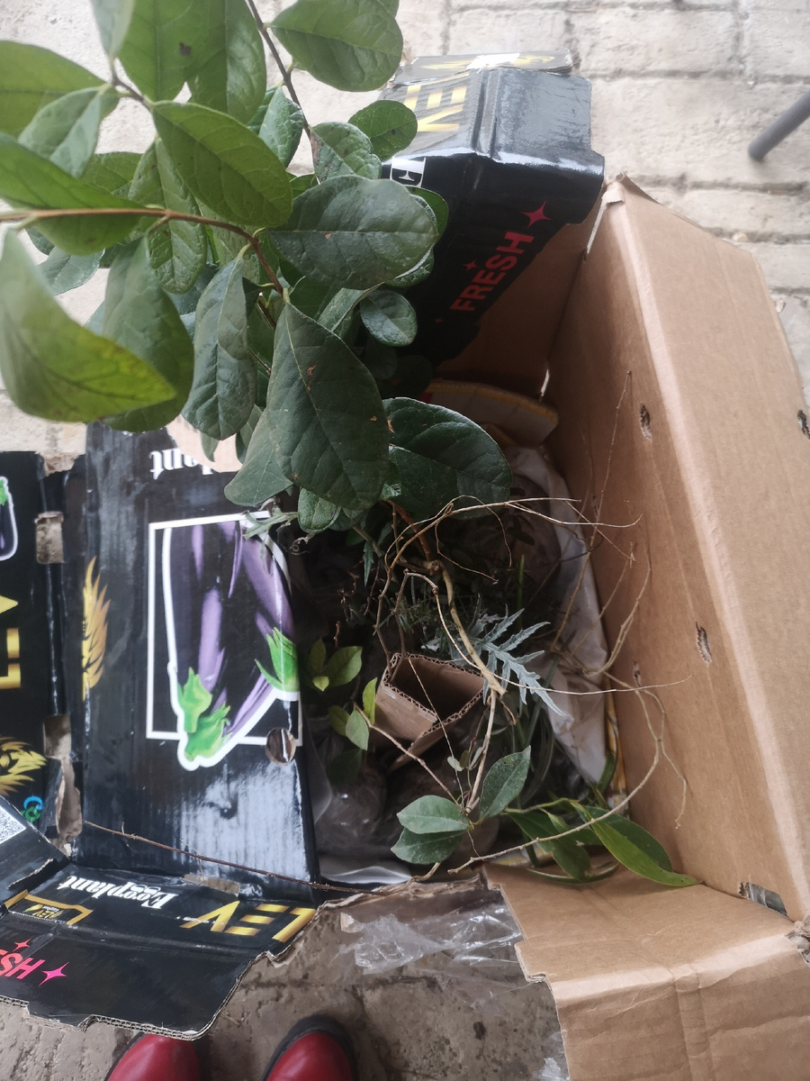 13 кг счастья перла из города.