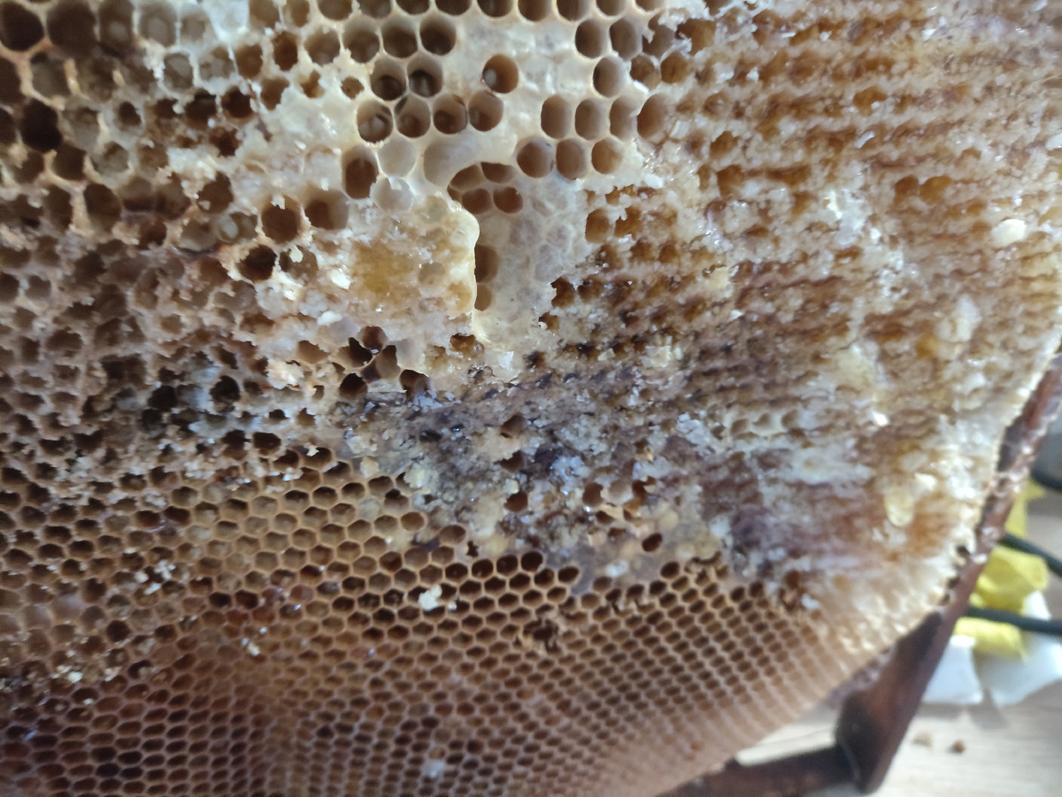 Забрус сняла