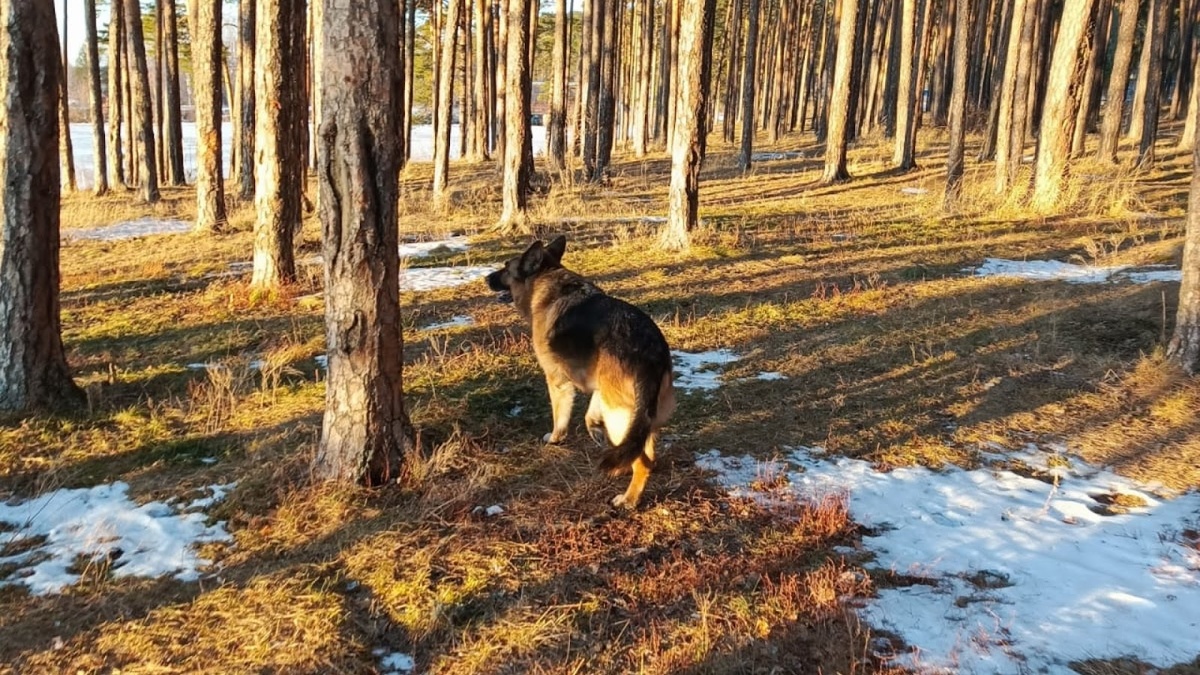 Когда лесные прогулки приносят радость, а не тревоги: защищаем питомца и наслаждаемся моментом