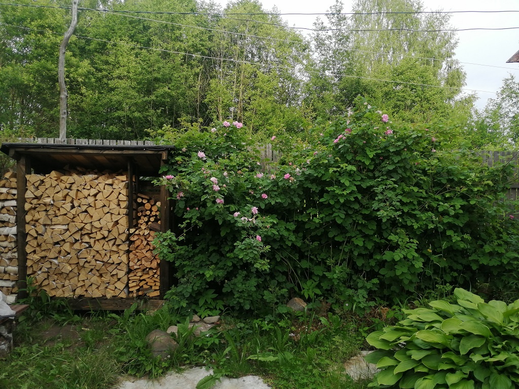 Розовый шиповник