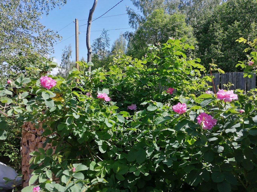 В 2023 году феерии не было. Может - в этом?