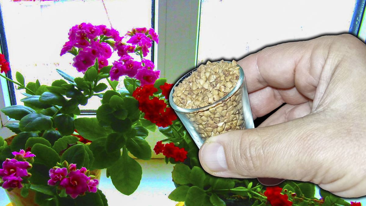 Гречка - это не только вкусный и полезный продукт, но и отличный источник питательных веществ для растений