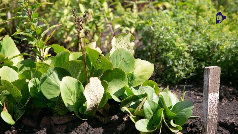    В селе Бешпагир хотят развивать агротуризм Фото: ИА «Победа26»