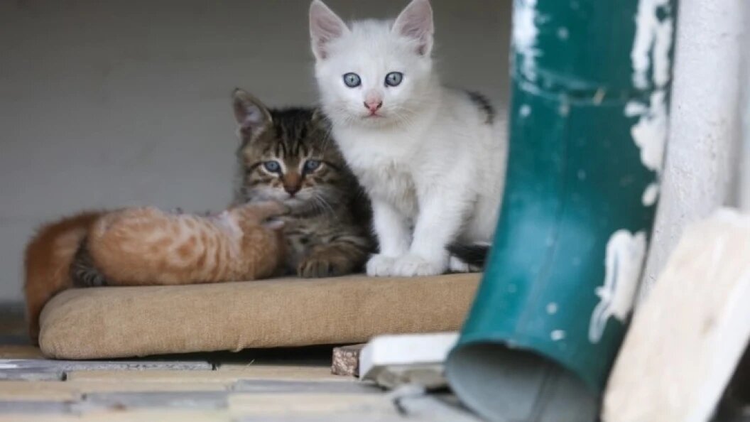    Фото: Belkin Alexey/news.ru/Globallookpress