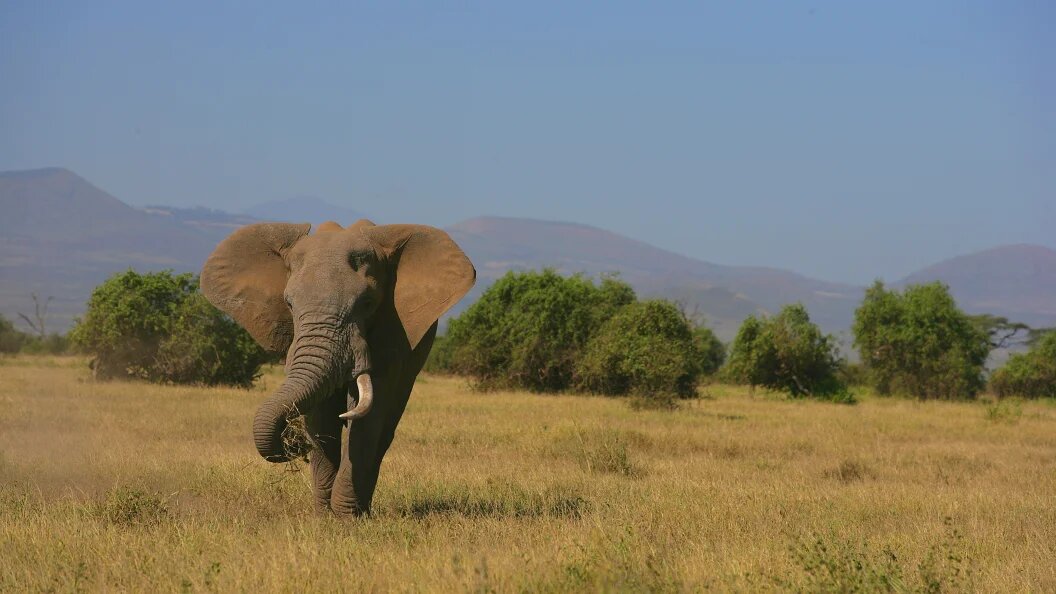    ФОТО: Nikolay Ivaschenko/Globallookpress