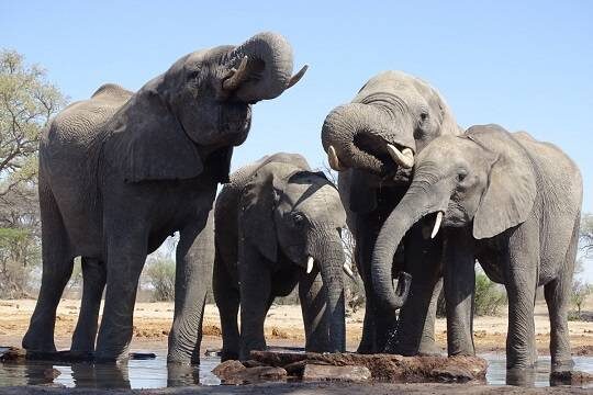    Премьер-министр Мьянмы поделился с Владимиром Путиным переживаниями о слонятах