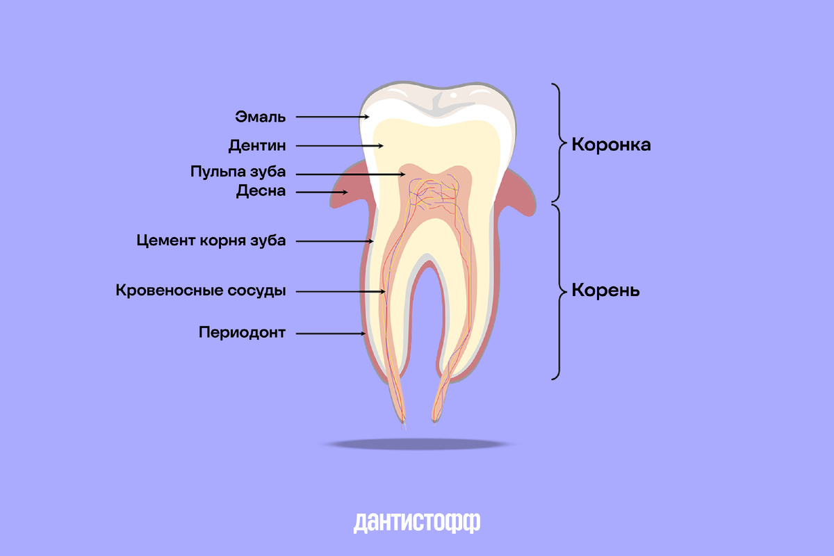 Здоровый пародонт