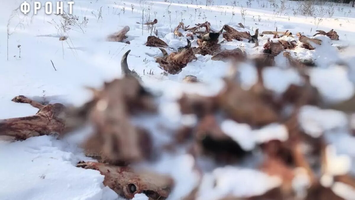     Источник: региональное отделение Общероссийского народного фронта