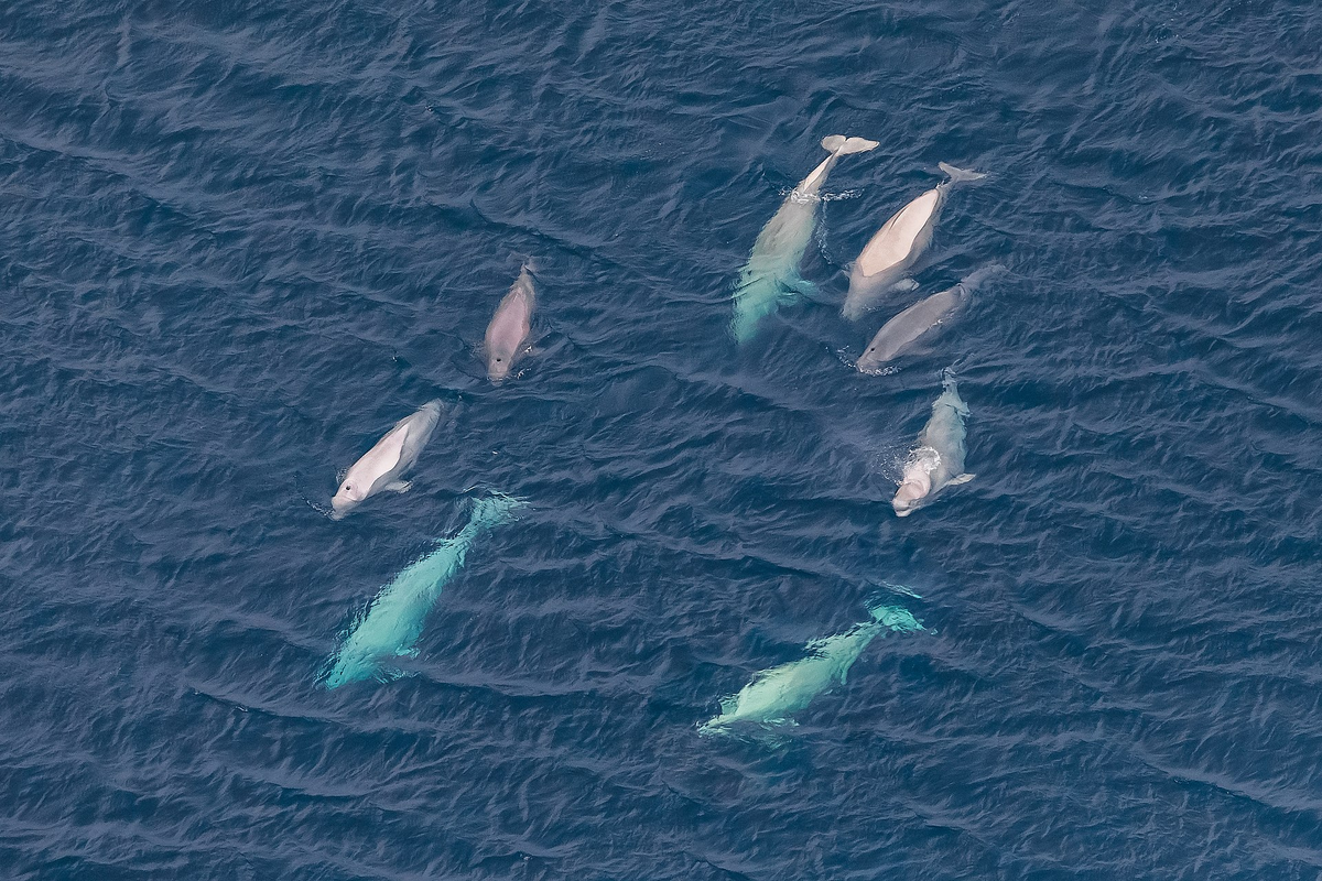 Стая белух в Арктике в районе Земли Франца-Иосифа.