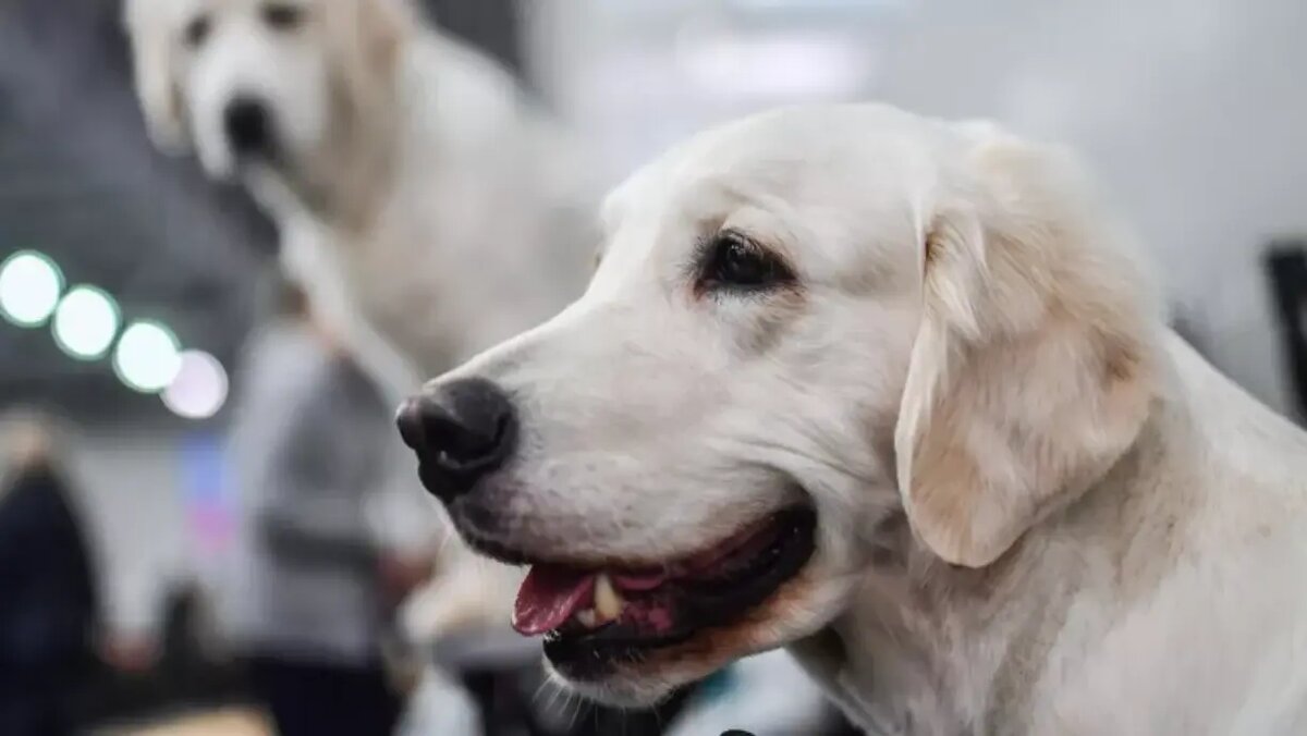 Фото: РИА Новости / Евгения Новоженина