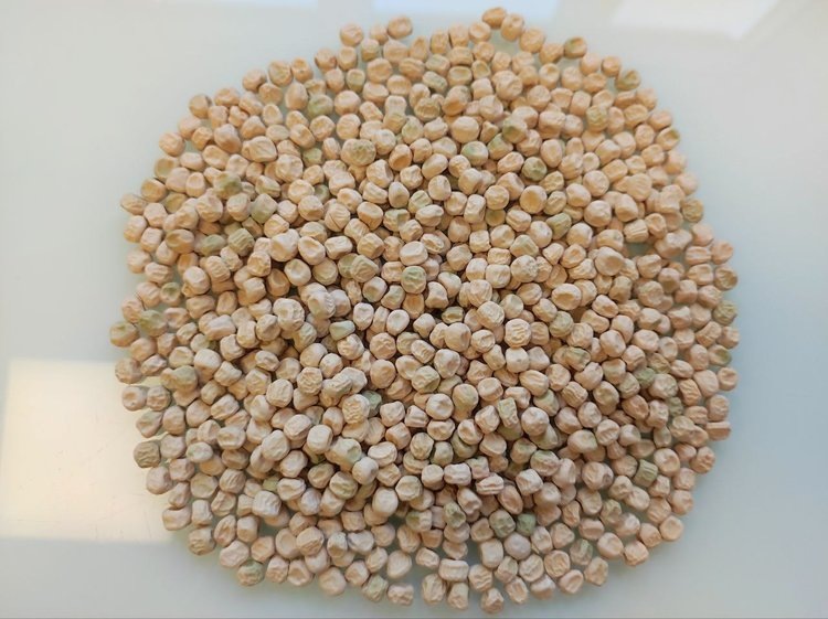    Семена гороха из Венгрии и Германии прошли проверку к посевной 2025