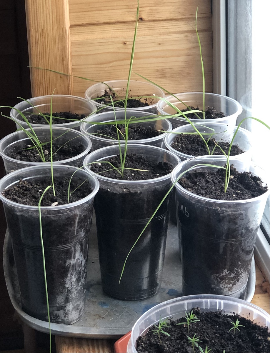 Ковыль. 1,5 месяца рассаде. 