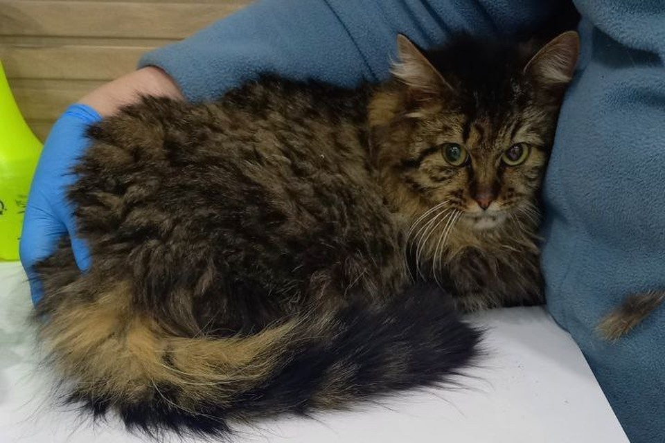    Нижегородцы спасли кота, просидевшего на дереве почти неделю. Фото: Наталья Демина