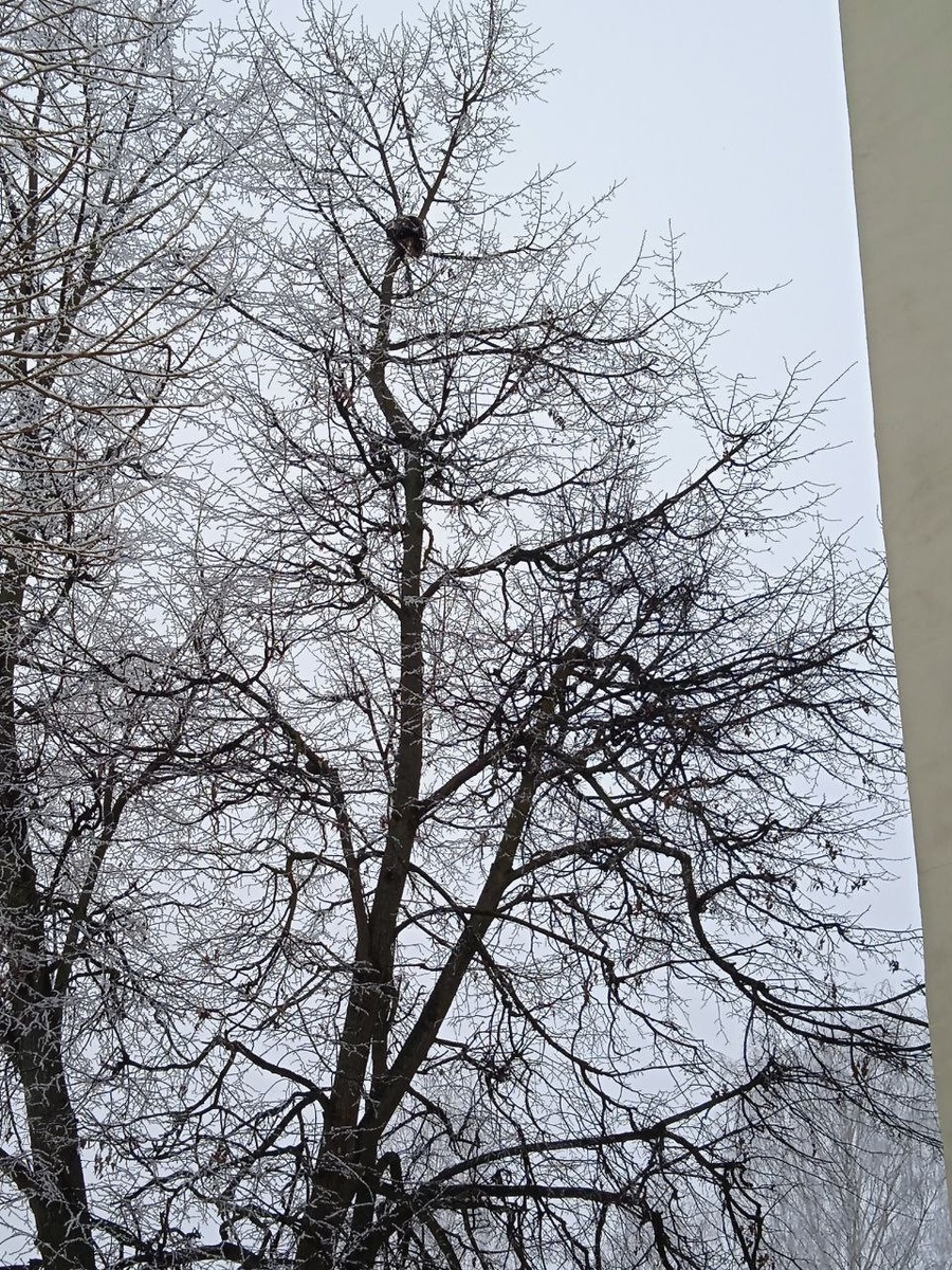    Пушистый забрался на высоту 5 этажа и не мог спуститься. Фото: Наталья Демина