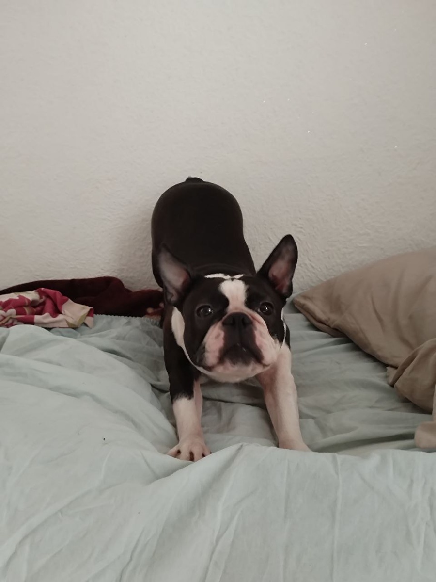 Потягушки Бостонка Фифа