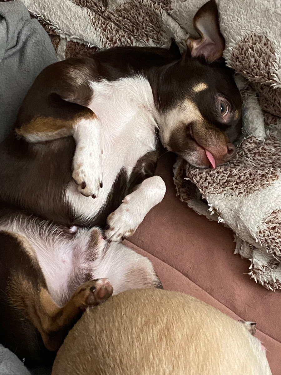 Чихомальчик Томми