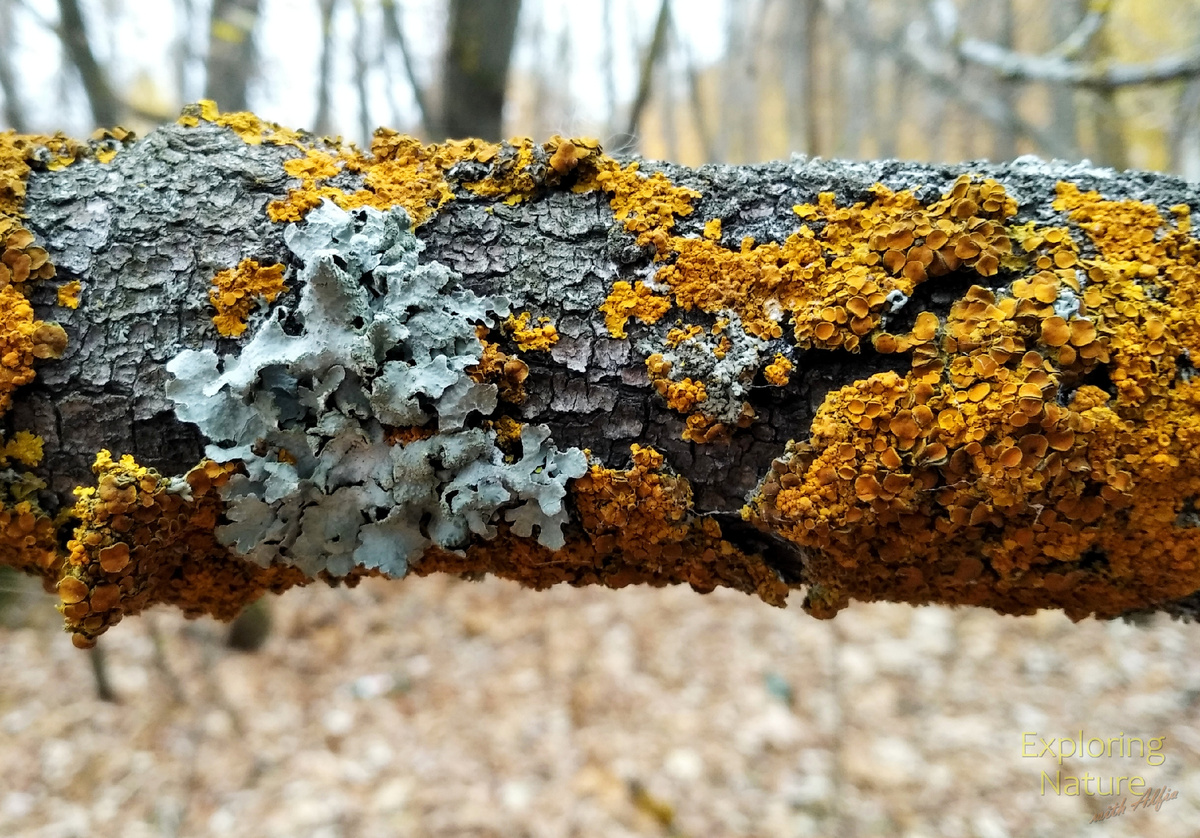 Эпифитные лишайники на коре дерева. ООПТ «Урочище Русско-немецкая Швейцария», Казань, 2024