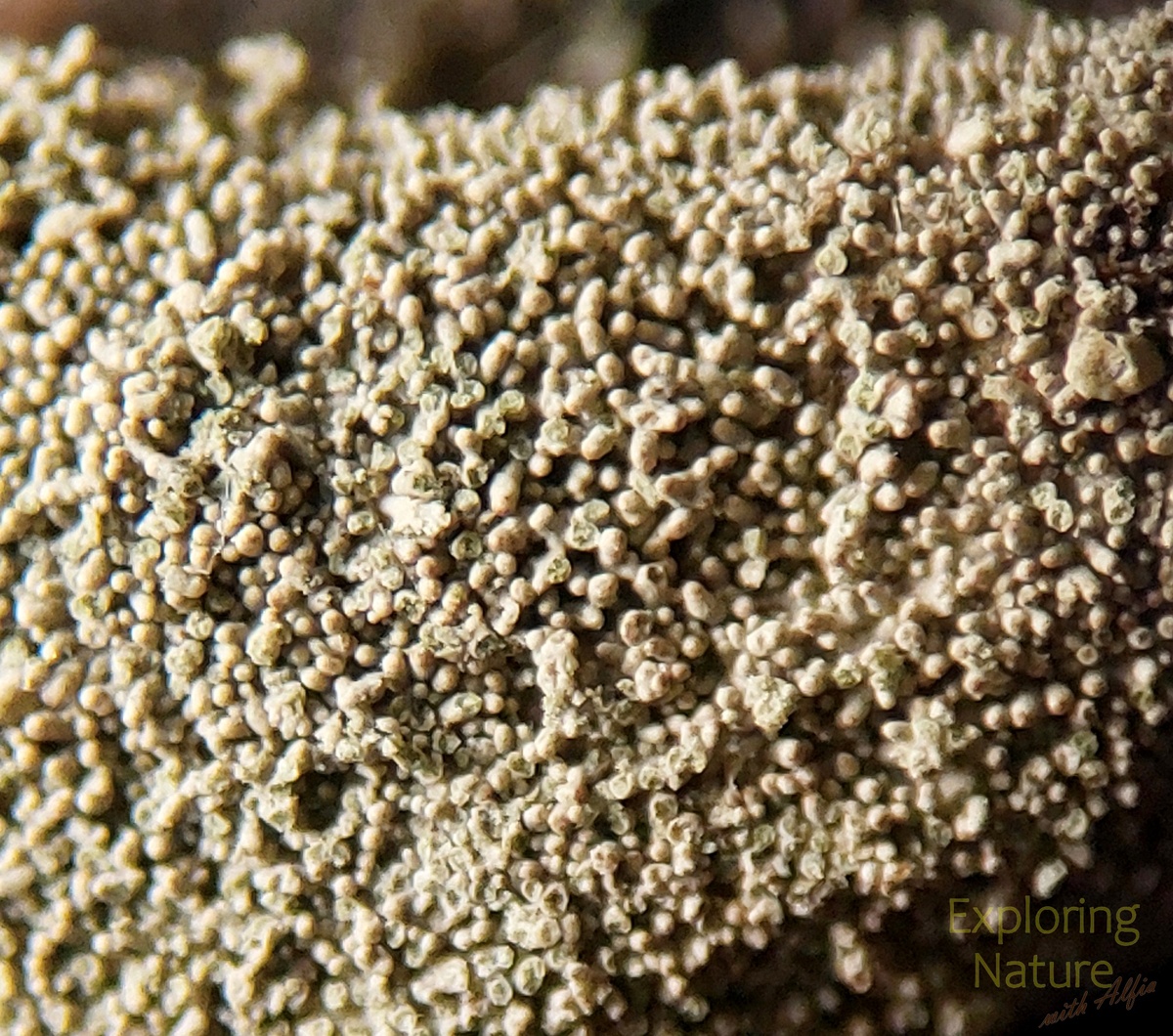 На обломанных частях «пузырьков» лишайника видны зеленые участки – водоросли. Фотография сделана под бинокуляром.