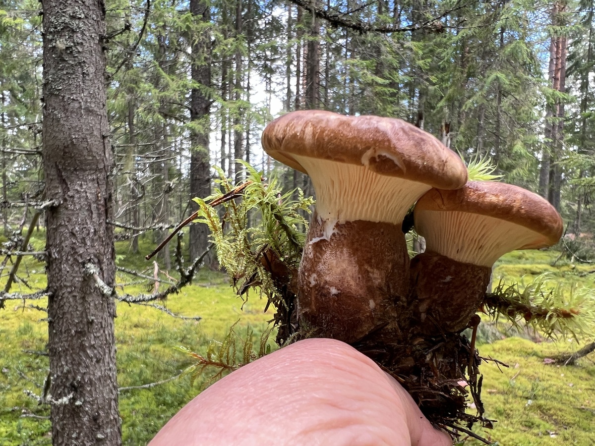 Свинушка толстая.Фото автора