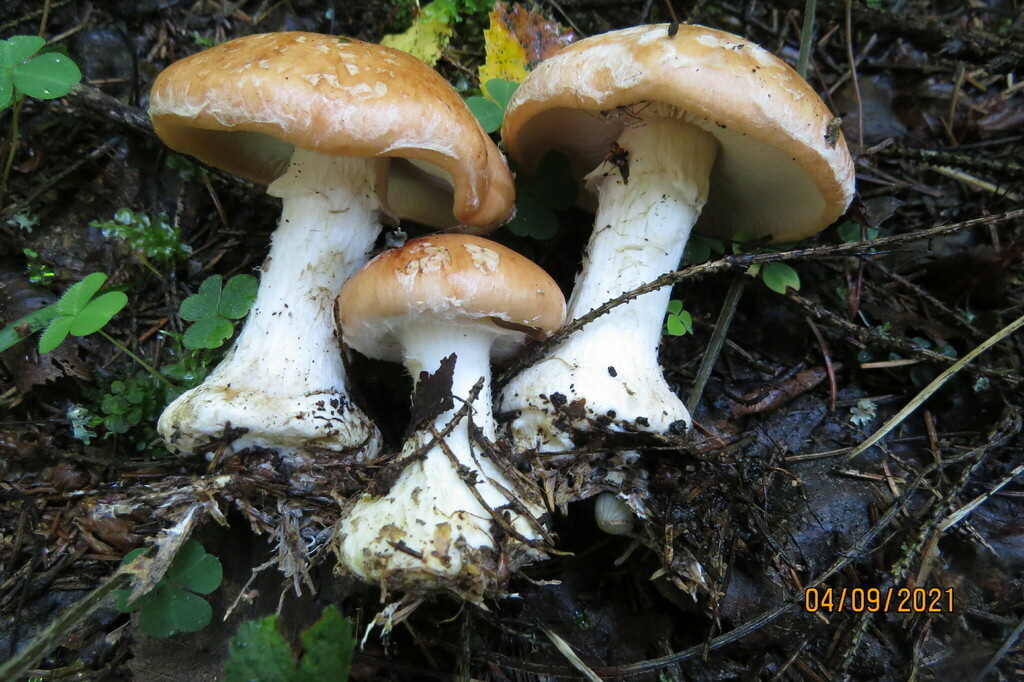 Белопаутинник клубненосный. Фото автора