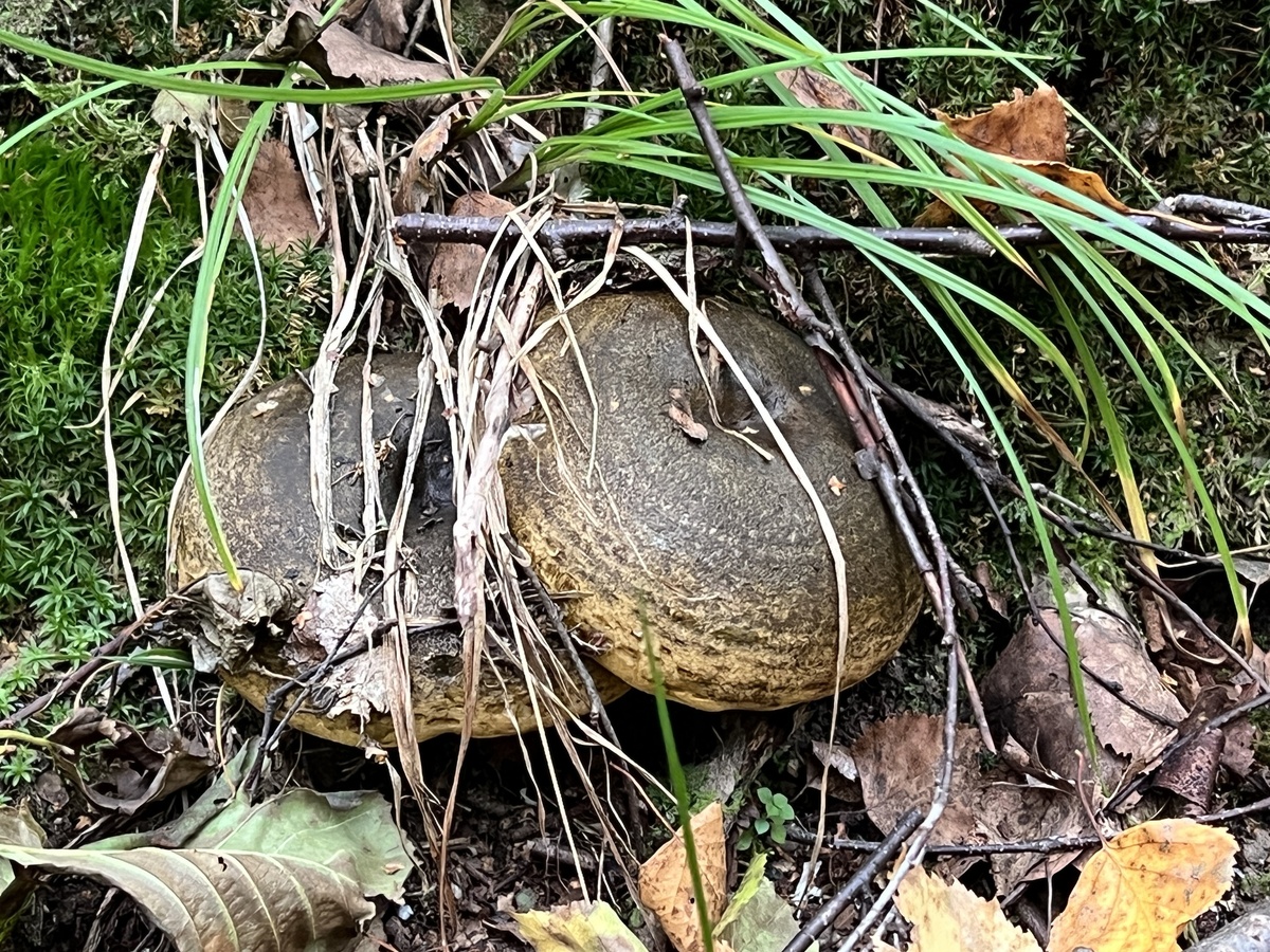 Груздь черный. Фото автора