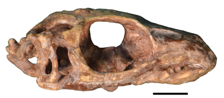 Голотип черепа.