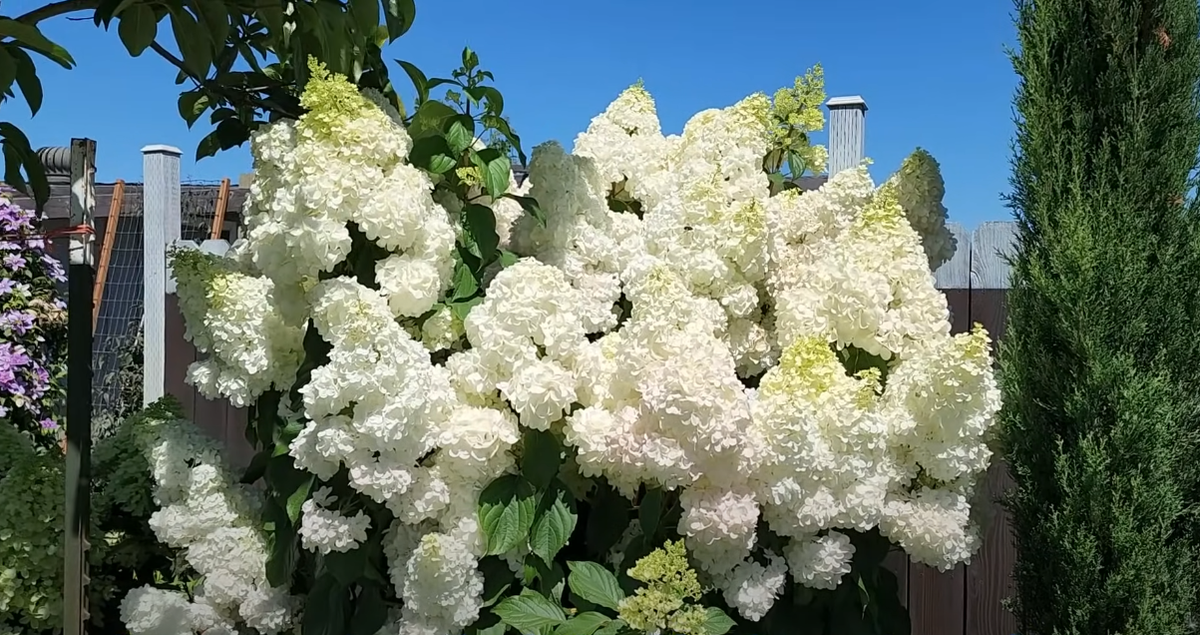 Дача. Сад. Цветы