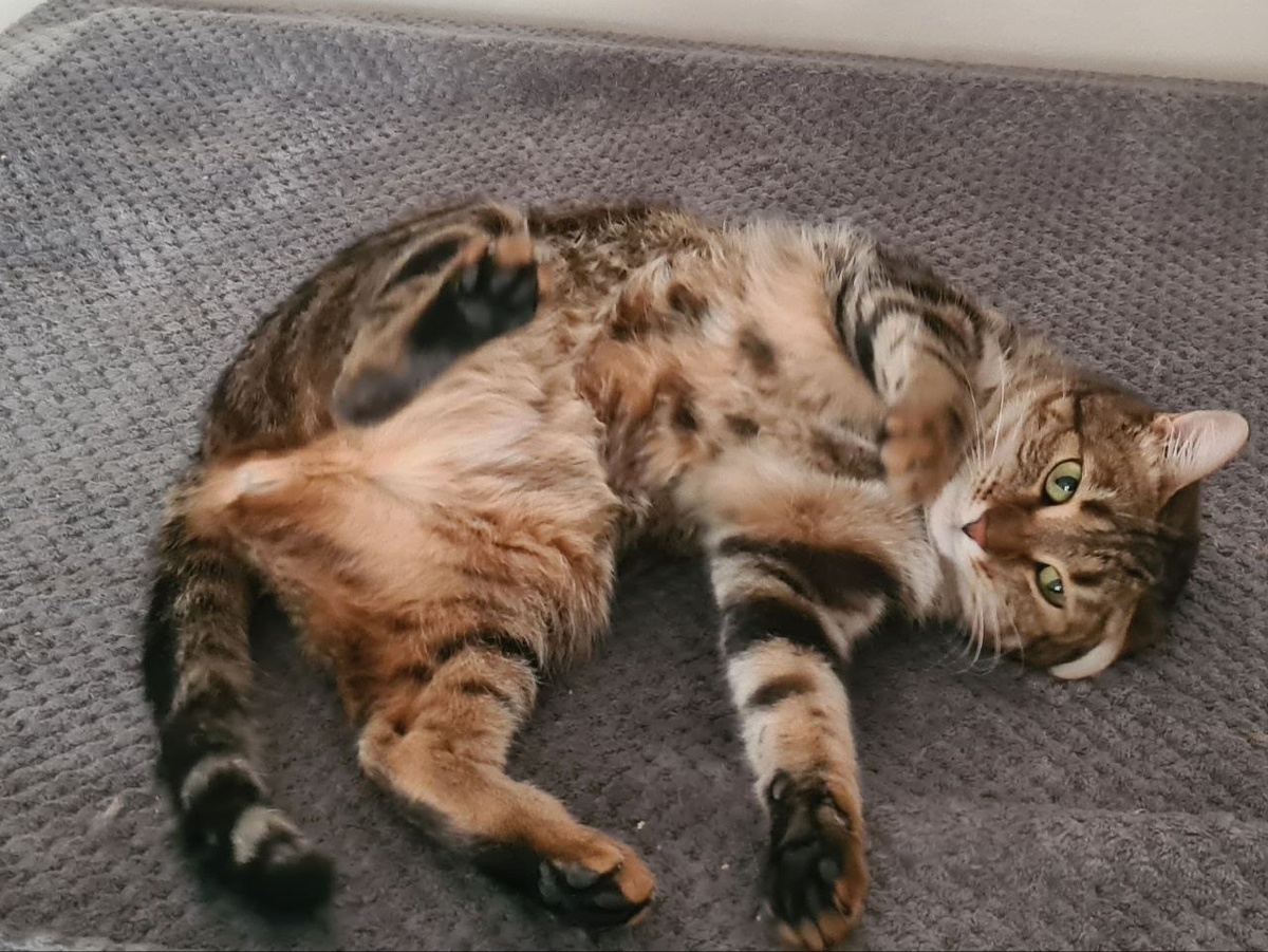 Агата-интеллектуал, готова гладиться 