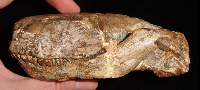 Череп промосхорина с нижней челюстью. (Голотип)