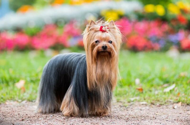 
 
Характер
 
Кому подходит йорк? Йорк – энергичный напарник в играх для детей, преданный и бескорыстный компаньон для пожилых людей. Характер йоркширского терьера весьма доброжелательный, с ними хорошо уживаются другие животные и дети. Йорк выбирает себе вожака, которого и считает хозяином. Для всех остальных он отличный друг. Миниатюрные собачки очень привязаны к хозяину, дома с энтузиазмом защищают хозяйское добро, а на улице и щенок, и взрослый пес бдительно следит за своим вожаком и очень переживает, если вдруг теряет его из виду. 

Эти миниатюрные терьеры могут иметь совершенно разный характер. Йорк может быть как абсолютно ручной собакой, следующей по пятам за своим хозяином, так и озорным, решительным исследователем. 
 
Некоторые йорки без умолку лают, но это корректируется правильным воспитанием. В остальном эти собаки — домашние любимцы, которые не откажутся от ласки, не требуют продолжительных прогулок, но при этом готовы поиграть и побегать. 

Несмотря на миниатюрные размеры, у йорка прослеживается характер настоящего терьера, это весьма отважные и любопытные собаки, настоящие маленькие охотники. Храбрость и преданность этой крохи вызывают неподдельное уважение. 
 
Зимой на улице йорк частенько мерзнет, поэтому гуляет в теплом комбинезоне, или ходит в туалет в домашних условиях.