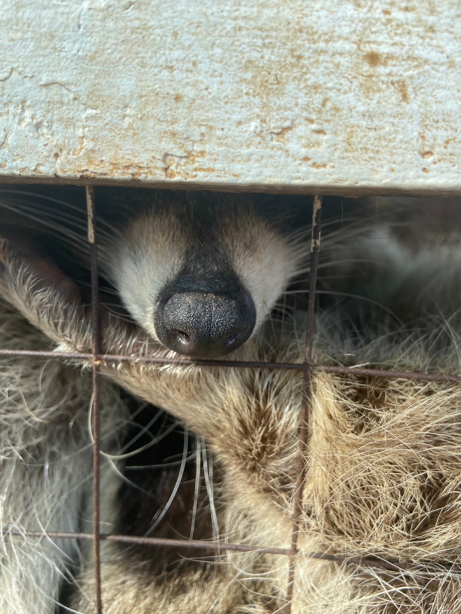 У кого-то клетка больше и просторнее и поэтому он не знает, что находится в клетке.