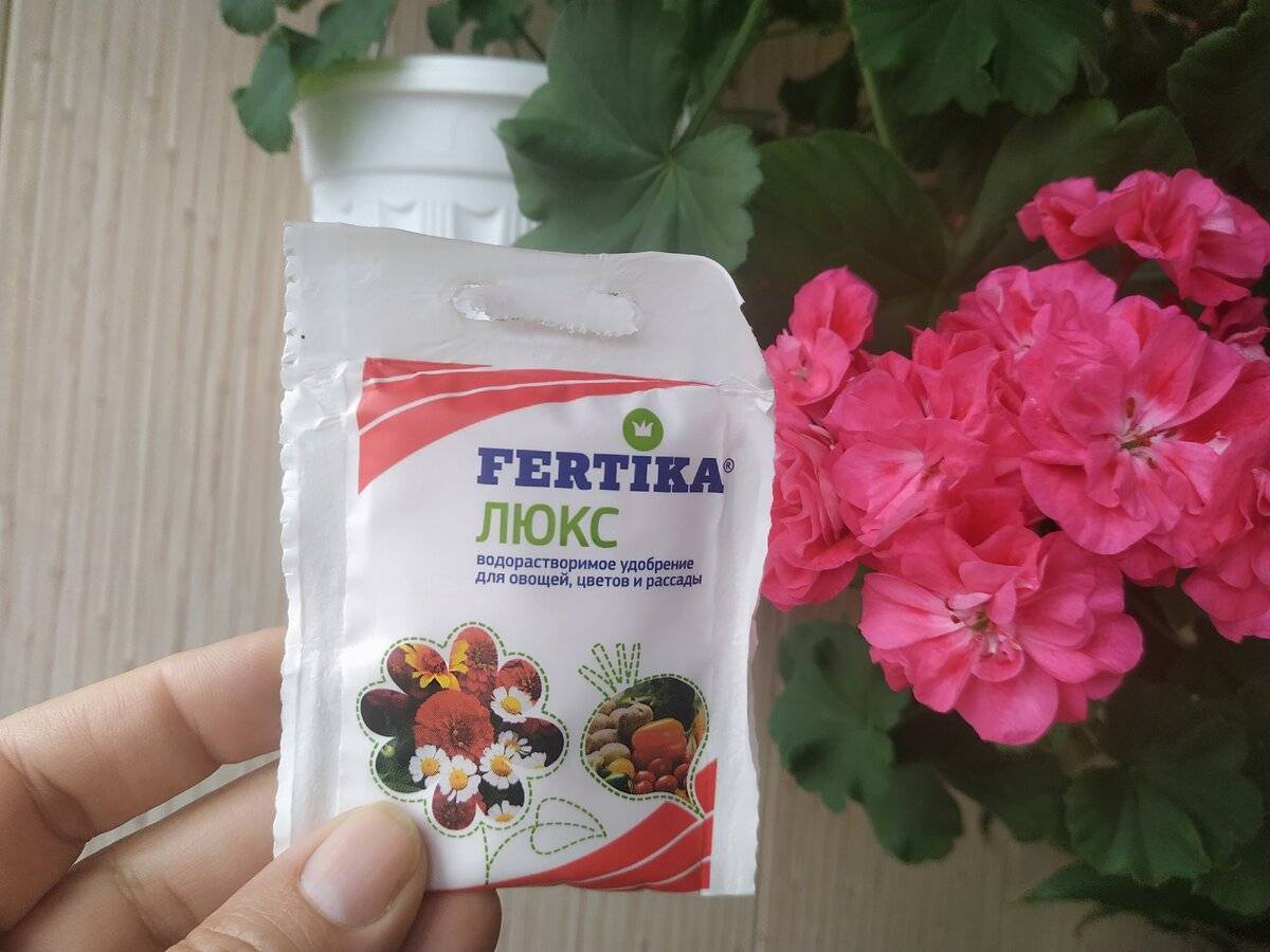 Фото с сайта: https://semena-ural.ru