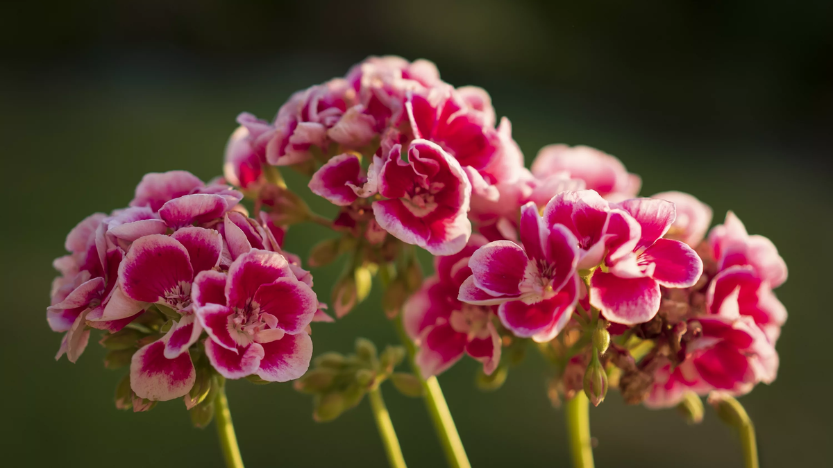 Фото с сайта: https://www.zastavki.com