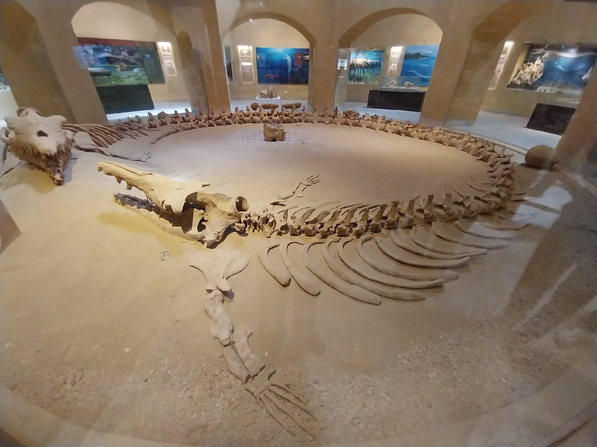 Доисторический кит с лапами