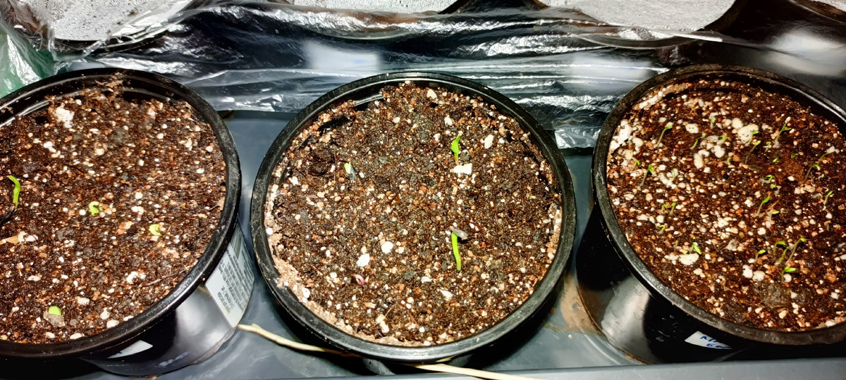 Георгин и гипсофила