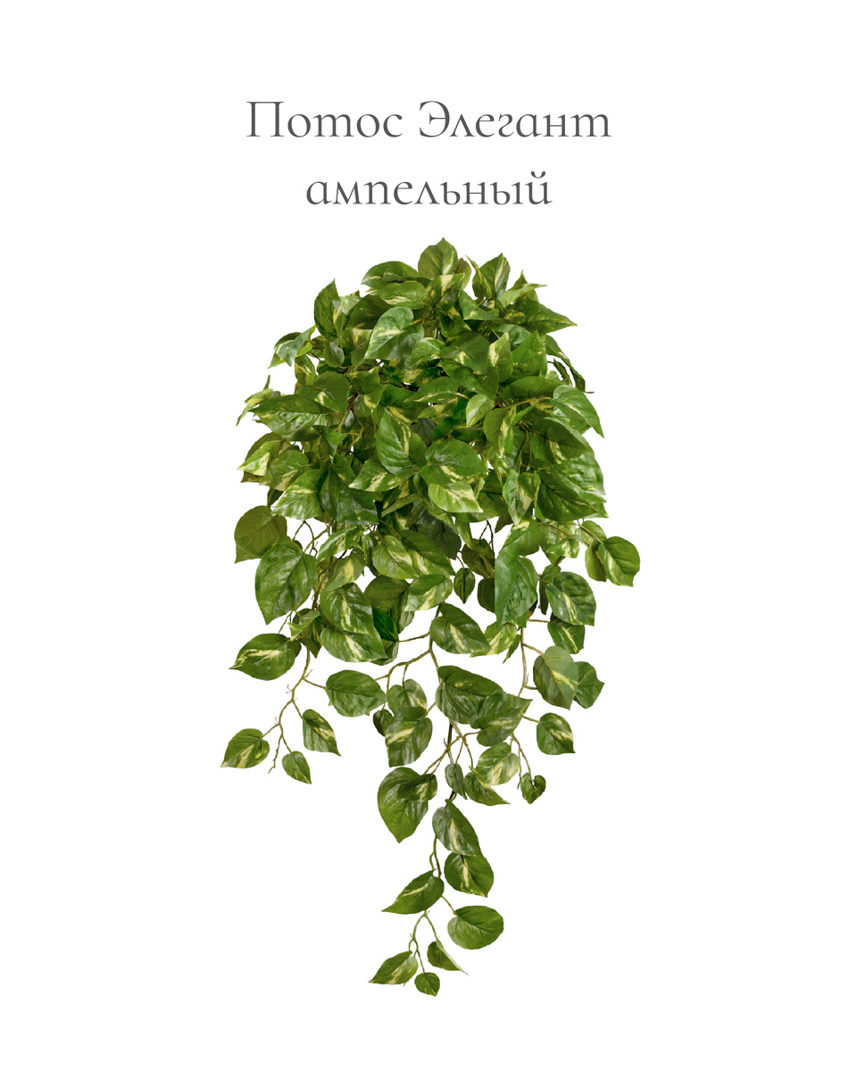 Растения TREEZ Collection